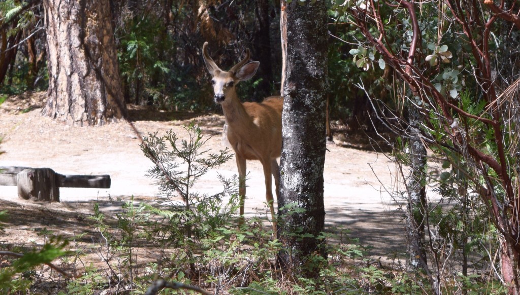 A deer in the woods