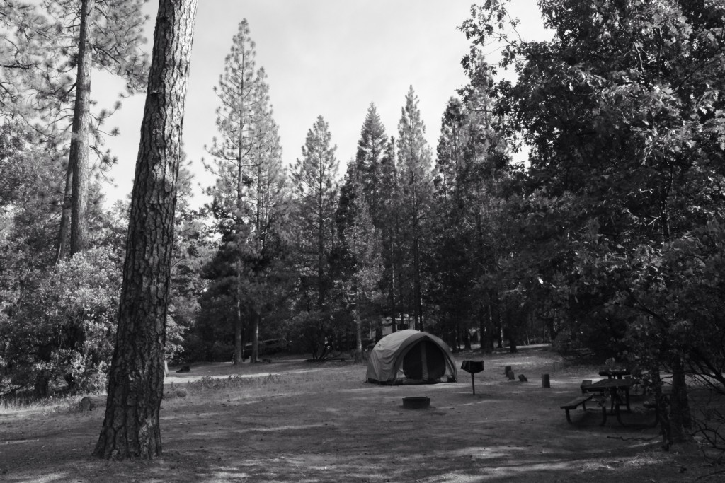 A single tent on a large campsite